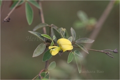 Cajanus cajanifolius